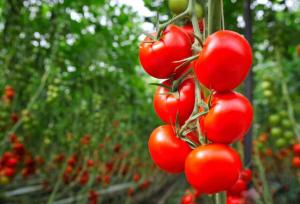 آغاز کشت ارقام جدید محصولات گلخانه‌ای مقاوم به شوری و گرما در منطقه سیستان