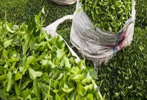 خرید ۶۶۱ میلیارد تومان برگ سبز چای در گیلان