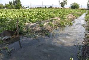سهم ۹۰ درصدی بخش کشاورزی از مصرف آب کشور دقیق نیست