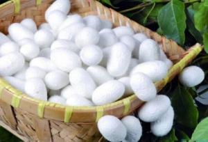 کرامتی: خراسان شمالی ظرفیت تبدیل‌شدن به قطب نخ ابریشم کشور را دارد