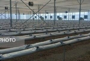 نهضت گلخانه‌ای در آذربایجان‌غربی؛ راهکاری عملی برای مدیریت کم‌آبی و تولید پایدار