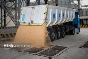 محموله‌های نهاده دامی منتظر تخصیص ارز هستند