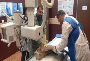 کرکس زخمی در باشت نجات یافت؛تلاش برای پایان درمان و بازگشت به طبیعت