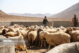 وحیدی: ۳۰ درصد گوشت خراسان شمالی توسط عشایر تولید می‌شود