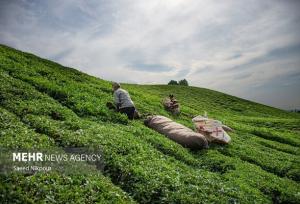 آمار مرکز پژوهش‌های مجلس درباره حوزه کشاورزی برآورد کارشناسی است