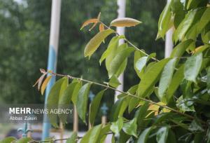 ورود موج اصلی بارش ها به هشتبندی هرمزگان