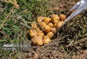 کشت سیب‌زمینی در اراضی شهرستان حاجی‌آباد آغاز شد