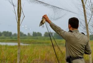 کشف و جمع‌آوری دام‌های هوایی در تالاب امیرکلایه
