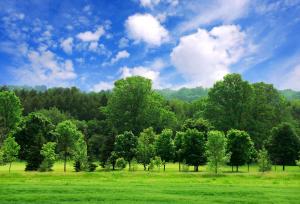فضاهای سبز؛ مغز کودکان را تقویت می‌کنند!