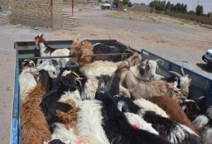 احشام قاچاق به ارزش بیش‌از ۲ میلیارد ریال در بندرخمیر کشف شدند