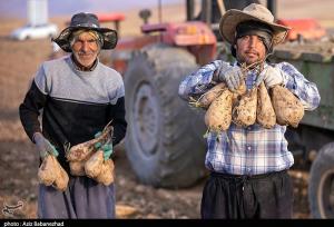 هسته‌ای در کشاورزی ــ 71  |اصلاح چغندرقند برای قنددهی بیشتر