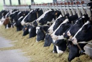 پرداخت ۱۵ میلیارد تومان تسهیلات برای رونق دامداری‌های فامنین