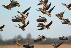 رئیس محیط زیست شوط: موردی از ابتلای پرندگان یا طیور به آنفلوآنزا در شهرستان گزارش نشده است
