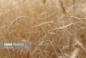 تخصیص ۳۰۰۰ تن گندم خارجی به استان زنجان