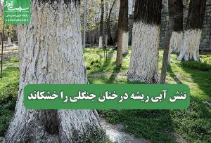 تنش آبی ریشه درختان جنگلی را خشکاند