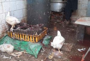 تشدید برخورد با کشتارِ غیرمجاز مرغ در سیستان و بلوچستان