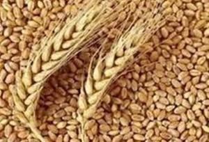هسته‌ای در کشاورزی ــ ۳۲ | بهبود پروتئین گندم و جو، با فناوری هسته‌ای