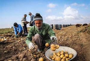 چالش‌های کشاورزی در کردستان؛ از نبود تضمین خرید تا نفوذ دلالان