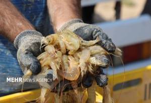 مدیر کل دامپزشکی بوشهر: ۳۰ هزار تن میگو در استان بوشهر برداشت شد