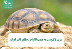 سوپ لاک‌پشت به قیمت انقراض جانور نادر ایران