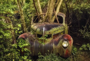 زیبایی وهم‌آلود خودروهایی که به تصرف طبیعت درآمده‌اند