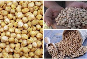 طلای دیم‌زارهای کرمانشاه در جیب دلالان برشته می‌شود