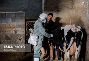 واکسیناسیون ۱۱۵ هزار راس دام در قم