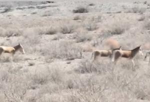 طبیعت بی‌نظیر پارک ملی توران شاهرود