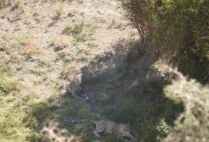 پاییزگردی پلنگ در جنگل رامسر