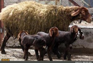 توسعه دام سبک چندقلوزای افشاری برای افزایش بهره‌وری و اشتغال روستایی