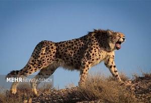 ثبت فیلمی کم‌نظیر از لحظه شکار یوزپلنگ «هیوا» در پارک ملی توران شاهرود