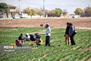 طلوع طلای سرخ در دشت بنفش سرفیروزآباد از توابع کرمانشاه