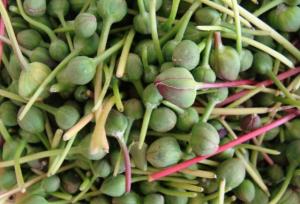 اختصاص ۳۰ هکتار از اراضی اسدآباد به کشت کاپاریس