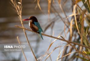 تشدید عملیات مشترک حفاظتی «هورالعظیم» در فصل مهاجرت پرندگان