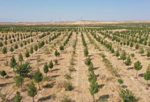 بازدید معاون وزیر جهاد کشاورزی از بزرگ‌ترین پارک جنگلی قم