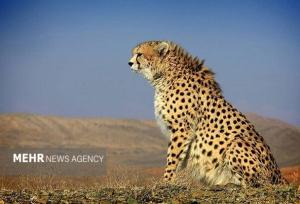 ثبت حضور ۲ قلاده یوزپلنگ آسیایی در سبزوار