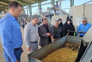 آغاز برداشت پسته کال از ۲ هزار هکتار باغ شهرستان زرند