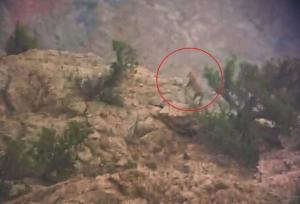 باقری: پلنگ ایرانی در منطقه خرمنه‌سر طارم مشاهده شد