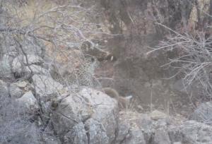 پلنگ مهمان جنگل‌های باغ شادی یزد شد