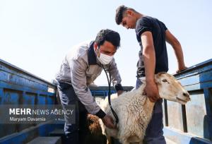 رزمایش دامپزشکی در ۶۰ روستای مازندران اجرا شد