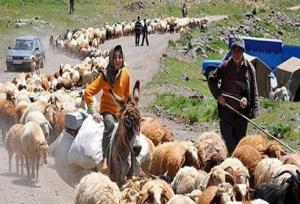 آغاز طرح جمع‌آوری اطلاعات دام عشایر در خوزستان