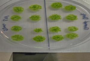 گیاه جان سخت پس از بازگشت از فضا روی زمین زنده ماند