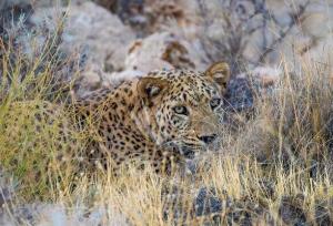 شکوهی:حضور پلنگ ایرانی ماده در بهاباد