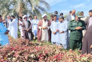 برگزاری نخستین جشنواره چای ترش در دلگان