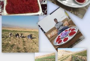 برداشت زعفران در چرداول