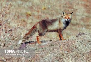 رئیس محیط زیست بافق: مشاهده حیوانات وحشی در محیط‌های انسانی طبیعی است
