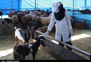 تعیین ۱۴ جایگاه‌‌‌‌‌‌ عرضه بهداشتی دام به مناسبت عید قربان