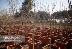 برنامه کاشت یک میلیارد درخت، پاسخ ایران به اجماع جهانی مقابله با تغییر اقلیم