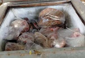 کشف لاشه های الاغ و گراز وحشی از یک خانه در شهرستان رودان