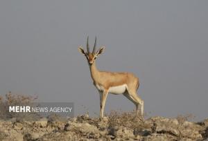 آماربرداری آهوان منطقه حفاظت‌شده «مند» آغاز شد